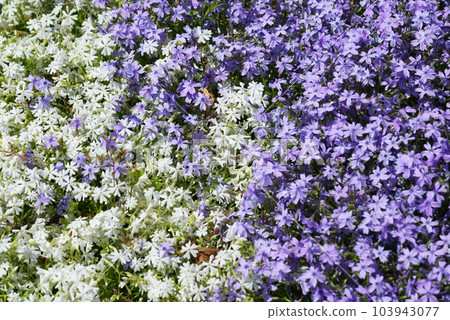 Moss phlox flower pattern Moss phlox flower pattern 103943077