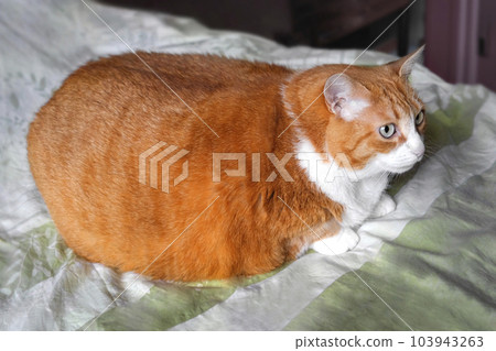 Cute tabby cat gets on the body weight scale. Stock Photo