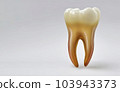 An extracted human tooth molar with shiny enamel crown and long roots - Generative AI 103943373