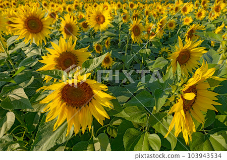 Sunflower field in full bloom 103943534