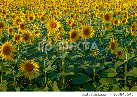 Sunflower field in full bloom Sunflower field in full bloom 103943545