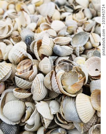 Natural Shell background, texture. Many seashells top view. Shallow dof 103943714