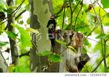 Great spotted woodpecker wary of its surroundings 103943730