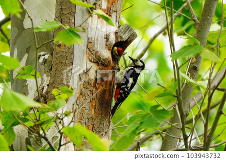 大斑啄木鳥將食物帶給小雞 大斑啄木鳥將食物帶給小雞 103943732