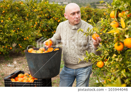Man in sweater harvesting tangerines 103944046