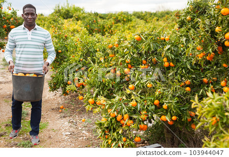 Afro male farmer picking mandarins 103944047