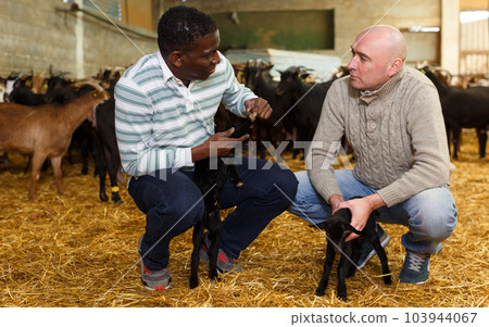 Two owners of goat farm inspecting goatlings 103944067