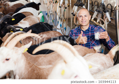 Farmer milking a goats with an automatic milk machine 103944113