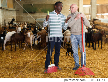 Workers discussing on goat farm Workers discussing on goat farm 103944141