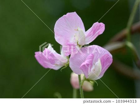 香豌豆 香豌豆 103944313