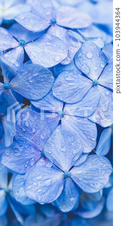 [Smartphone Wallpaper] Hydrangea No.6 103944364