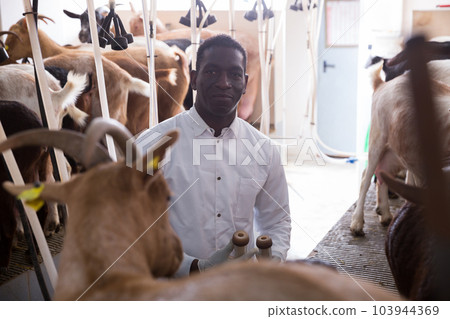 Man milking goats on farm 103944369