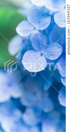 [Smartphone Wallpaper] Hydrangea No.14 103944387