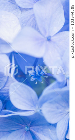 [Smartphone Wallpaper] Hydrangea No.15 103944388