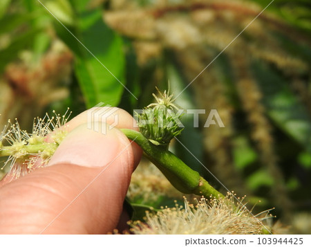 盛開的栗花（雌花） 103944425