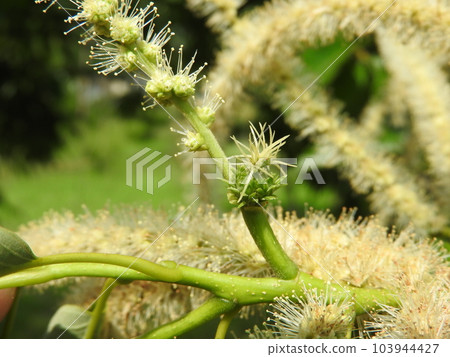 盛開的栗花（雌雄花） 103944427