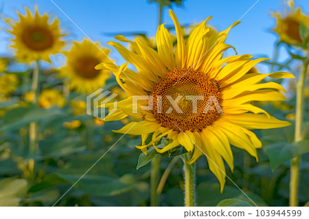 Sunflower in full bloom Sunflower in full bloom 103944599