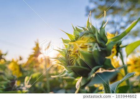 向日葵芽 103944602