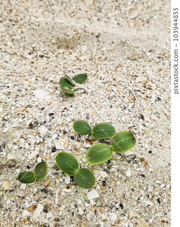 Green sprouts. Strong green sprouts. A young sprouts has sprouted in the sand on the beach. Strong growth. Life on the planet. 103944855
