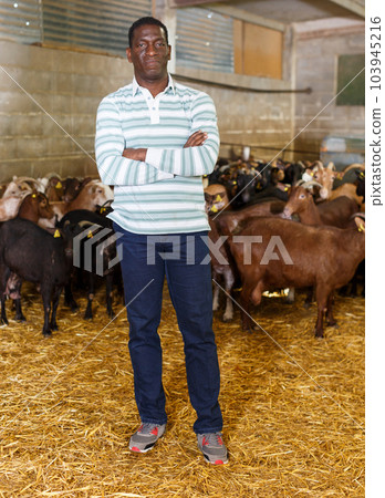 African-American man with arms crossed in goat stall African-American man with arms crossed in goat stall 103945216