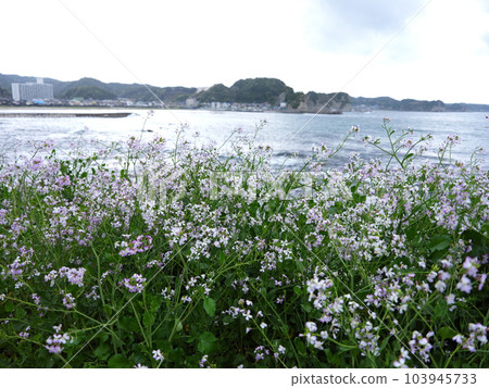 在衝津和佐散步 103945733