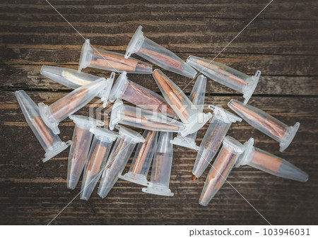 Medical plastic test tubes for analysis on brawn wooden table. Unusual items that can be used for dog nosework training. Beautiful photo for web site, banner, design decoration, poster, print, card. 103946031