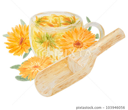 Orange calendula officinalis in wooden scoop for bulk products and cup of tea. Watercolor hand drawn illustration. Botanical element for labels, eco goods, textiles, natural herbal medcine, cosmetics Orange calendula officinalis in wooden scoop for bulk products and cup of tea. Watercolor hand drawn illustration. Botanical element for labels, eco goods, textiles, natural herbal medcine, cosmetics 103946056