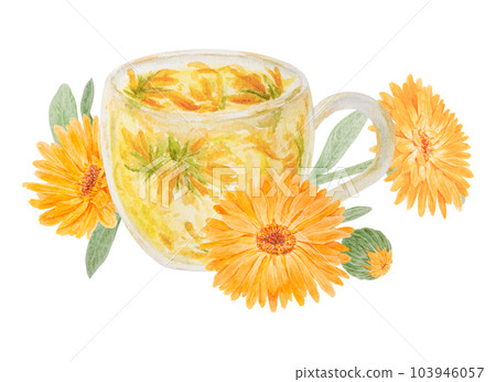 Orange calendula officinalis and a cup of herb tea. Watercolor hand drawn illustration. Botanical element for labels, eco goods, textiles, natural herbal medcine, cosmetics Orange calendula officinalis and a cup of herb tea. Watercolor hand drawn illustration. Botanical element for labels, eco goods, textiles, natural herbal medcine, cosmetics 103946057