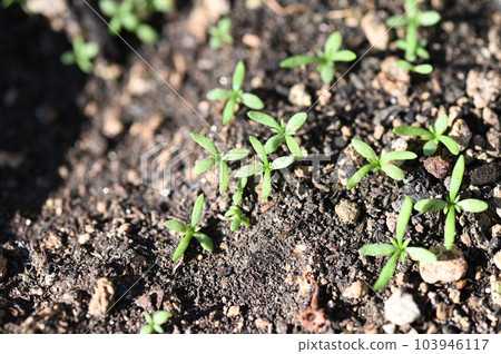 香草菜園洋甘菊發芽 香草菜園洋甘菊發芽 103946117