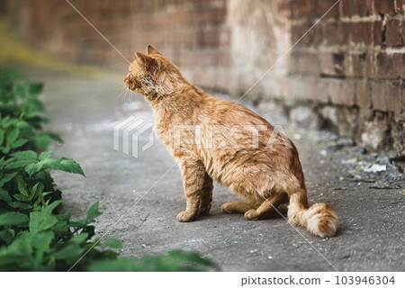 Red-haired street cat in the city yard 103946304