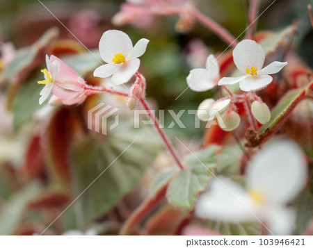 漂亮的秋海棠白花 103946421