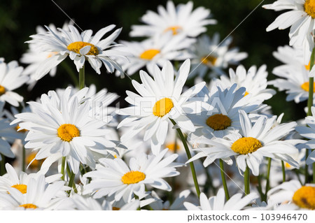 White daisies flower field White daisies flower field 103946470