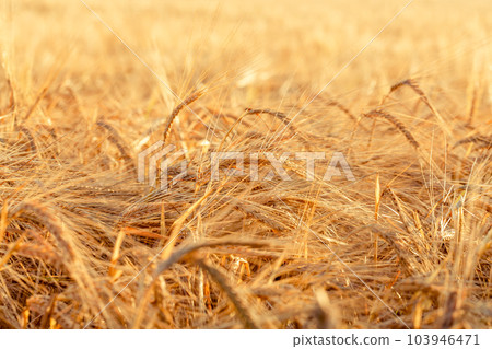 ears of yellow wheat field 103946471