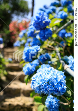 沖繩Yonen繡球花園 103946709