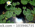 Water lilies shining on the surface of the water during the rainy season 103946735