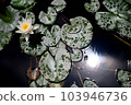 Water lilies shining on the surface of the water during the rainy season 103946736
