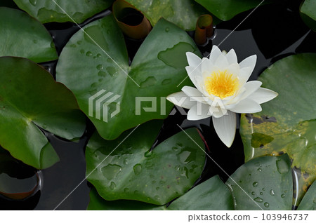 Water lilies shining on the surface of the water during the rainy season 103946737