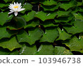 Water lilies shining on the surface of the water during the rainy season 103946738
