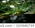 Water lilies shining on the surface of the water during the rainy season 103946739