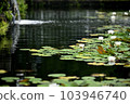 Water lilies shining on the surface of the water during the rainy season 103946740