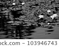Water lilies, shadows, and the sky sway on the surface of the water 103946743