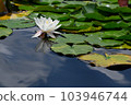Water lilies shining on the surface of the water during the rainy season 103946744