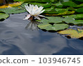 Water lilies shining on the surface of the water during the rainy season 103946745