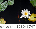 Water lilies shining on the surface of the water during the rainy season 103946747