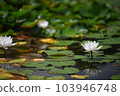 Water lilies shining on the surface of the water during the rainy season 103946748