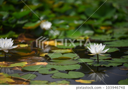 Water lilies shining on the surface of the water during the rainy season 103946748