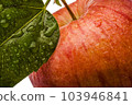Single fresh wet red apple with leaf and drops isolated on white background 103946841
