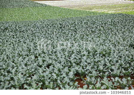 種植高原蔬菜的田地 103946853