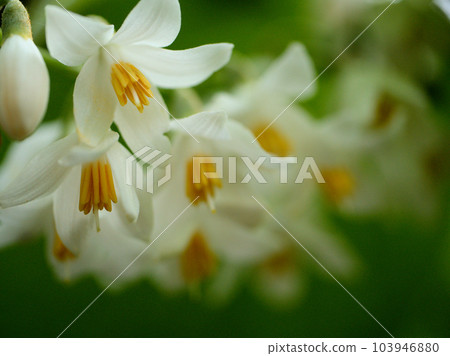 Hakuunboku flowers blooming in May Hakuunboku flowers blooming in May 103946880