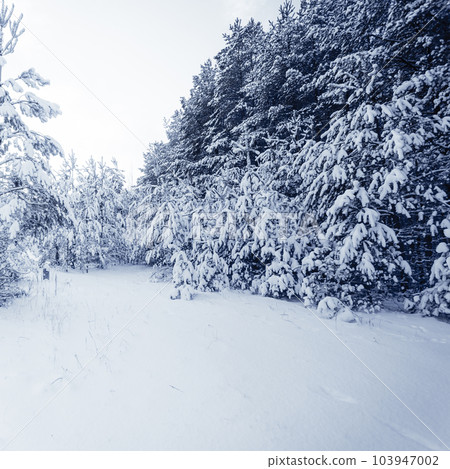 Forest Covered by Snow in Winter Landscape 103947002
